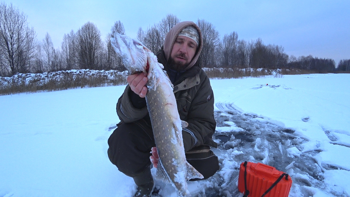 щука на жерлицы