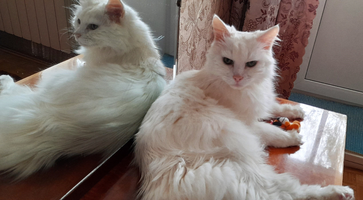 За фото Пуша благодарим Галину МАЛЫГИНУ. Скучаем по графу и продолжаем любить. 