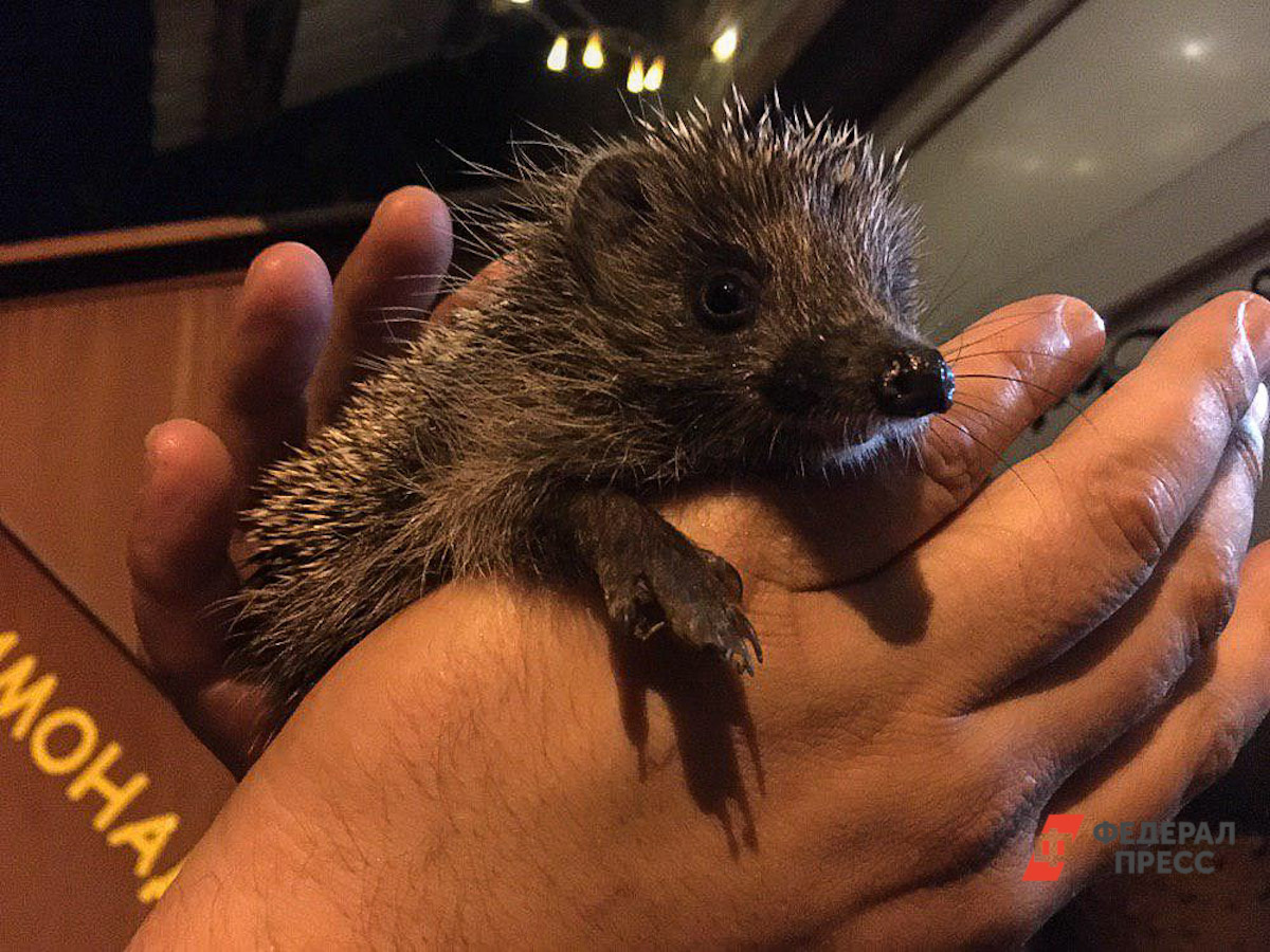 Сотрудники детского эколого-биологического центра отогрели ежа и окружили заботой.  Фото: Фото: ФедералПресс / Андрей Гусий