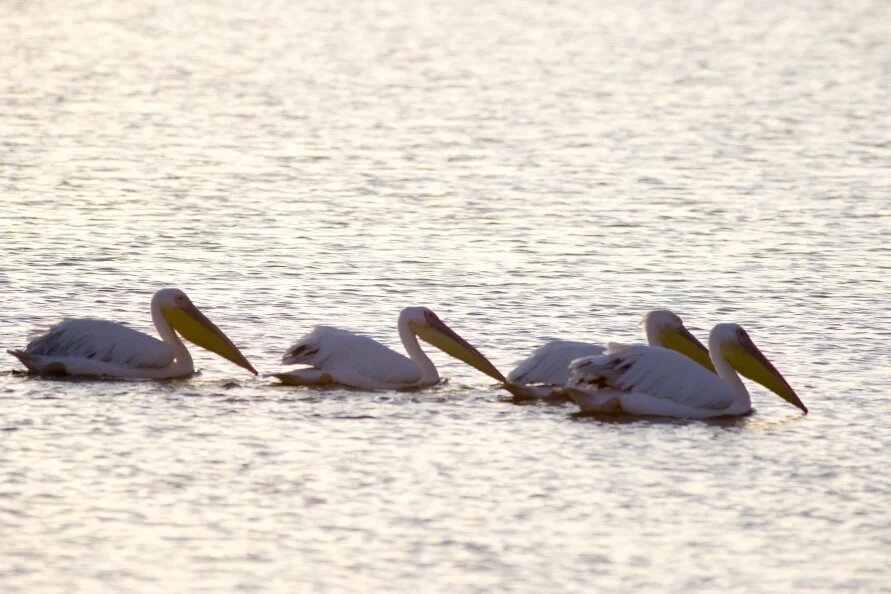    Nikolay Ivaschenko/Russian Look