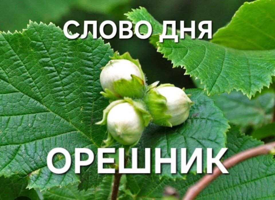 Откуда был запущен орешник