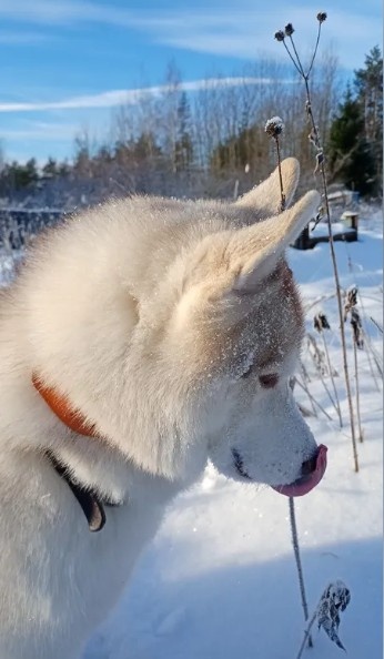 фото взято из базы отзывов Glogin Frais