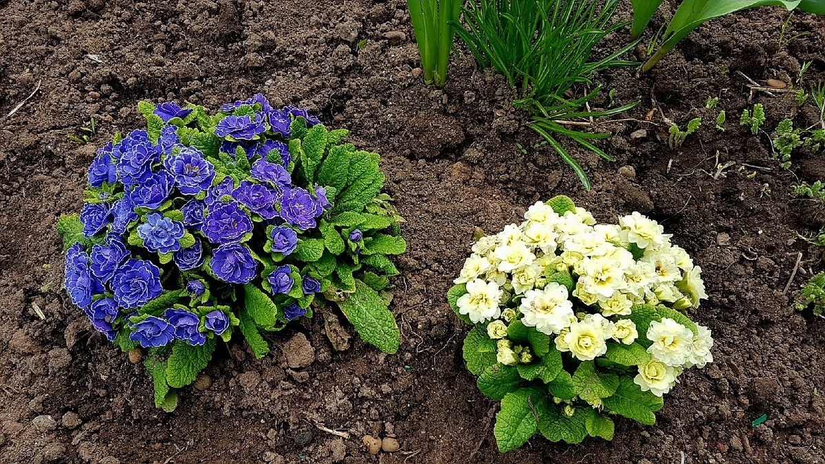 13 мая, а примулы уже цветут. На фото : слева - Primula Belarina Amethyst Ice, справа - сорт Cream.