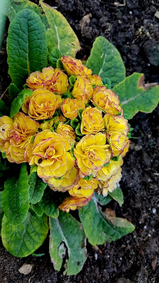 Примула махровая серии Belarina. Сорт Nectarin