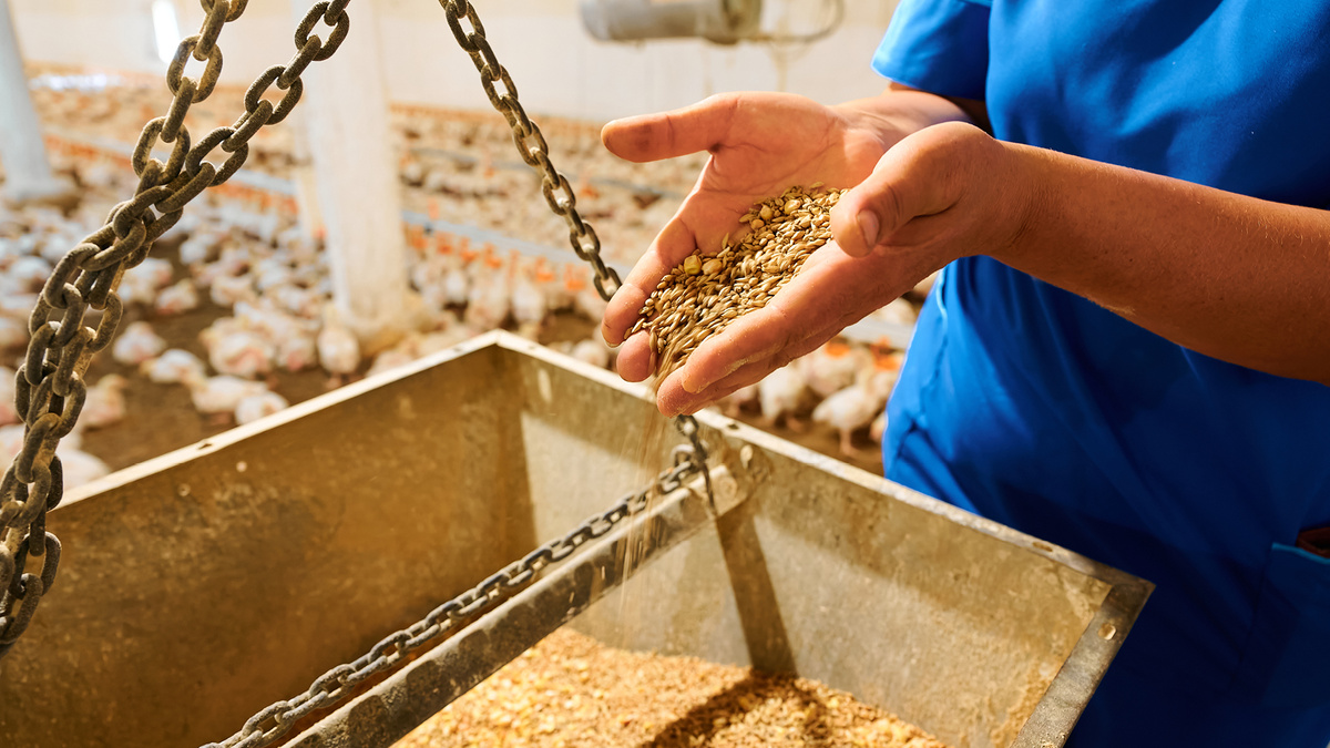 Птицефабрика «ЕРМОЛИНО»