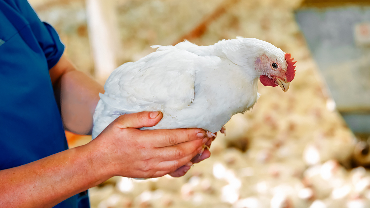 Цыплята-бройлеры «ЕРМОЛИНО»