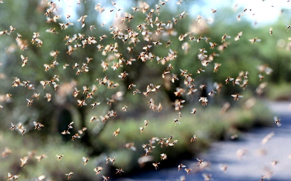 Источник фото: dailymail.com/science/techarticle