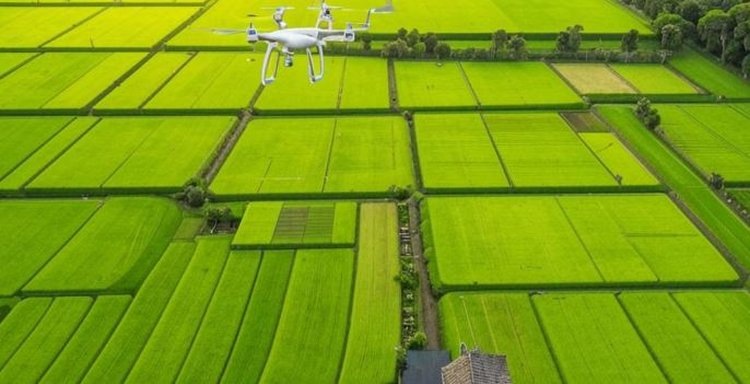   А рис здесь сеют дроны: итоги первого года работы беспилотной рисовой фермы подвели в Китае