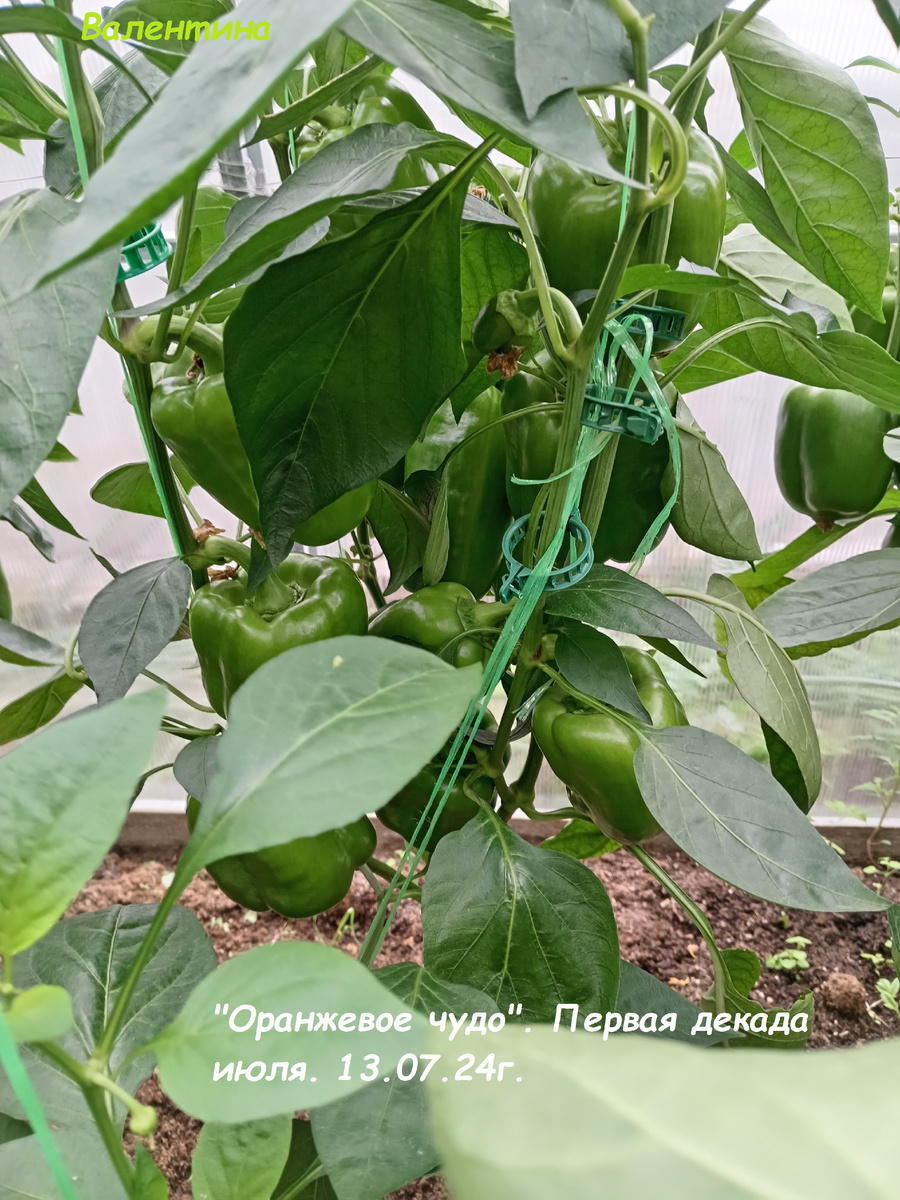 Сорт "Оранжевое чудо" в начале июля.