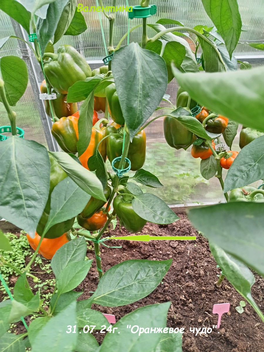 "Оранжевое чудо" в конце июля.