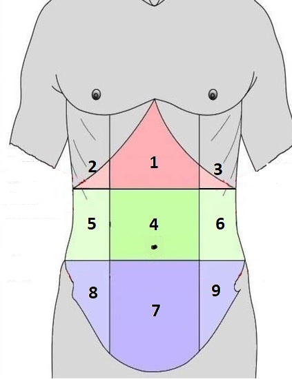 Рис. 01 - Области живота. Изображение из свободного доступа.