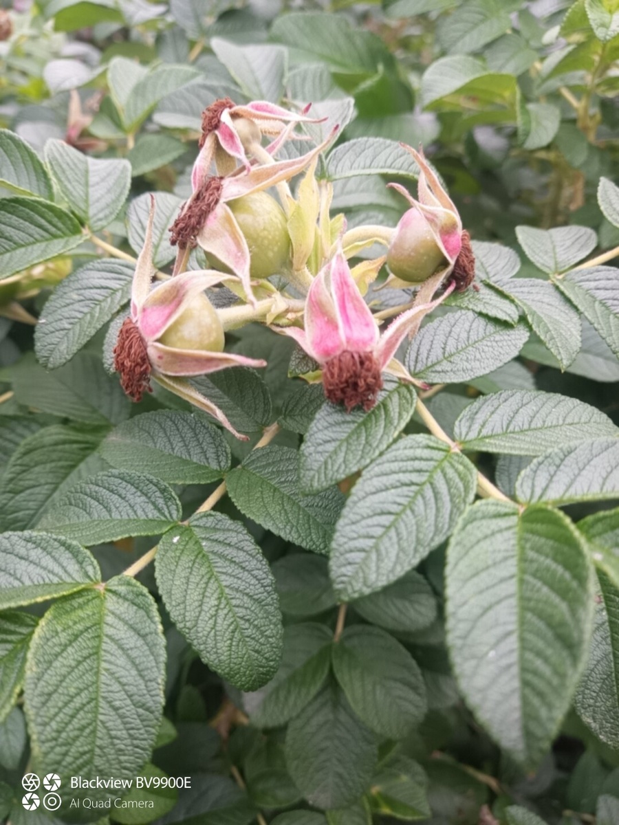 Ложный плод шиповника - разросшееся цветоложе с нижней завязью 