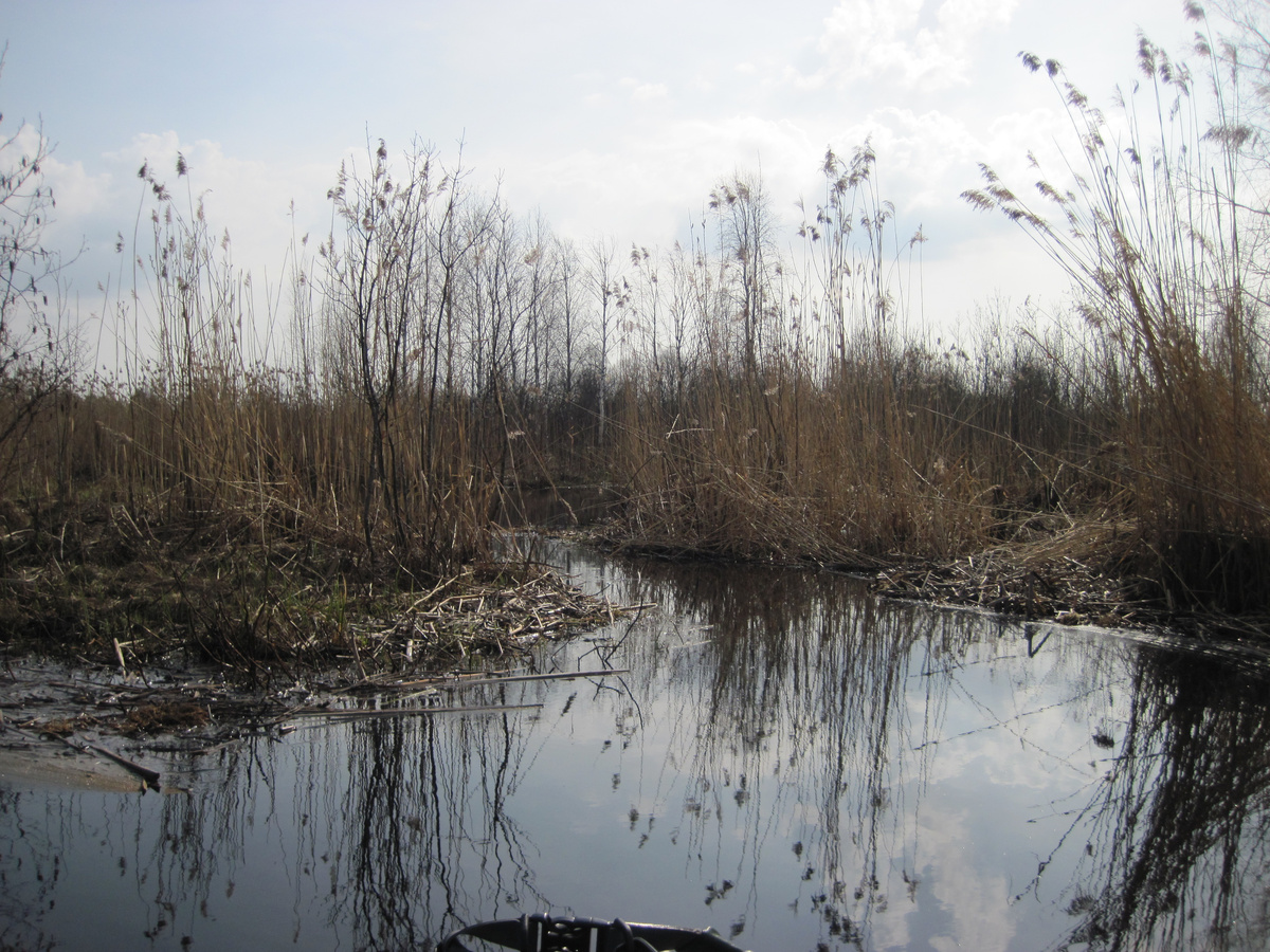 Шиченга вначале пути