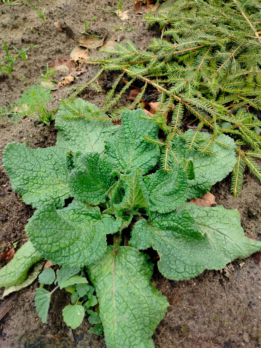 Огуречная трава (бораго) у нас на грядке в ноябре