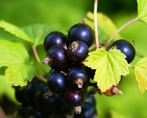 КОГДА И ЧЕМ ПОДКОРМИТЬ СМОРОДИНУ?