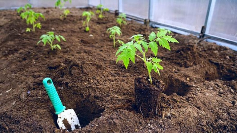 Оптимальное размещение растений в теплице с соблюдением дистанции 60 см
