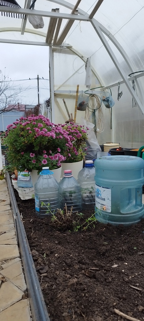 На переднем плане обрезанные мультифлоры Брандсаунд Лемно и Джиджи оранж(по(под баллоном) готовы к зимовке., Дальше черенки роз, под колпаками.