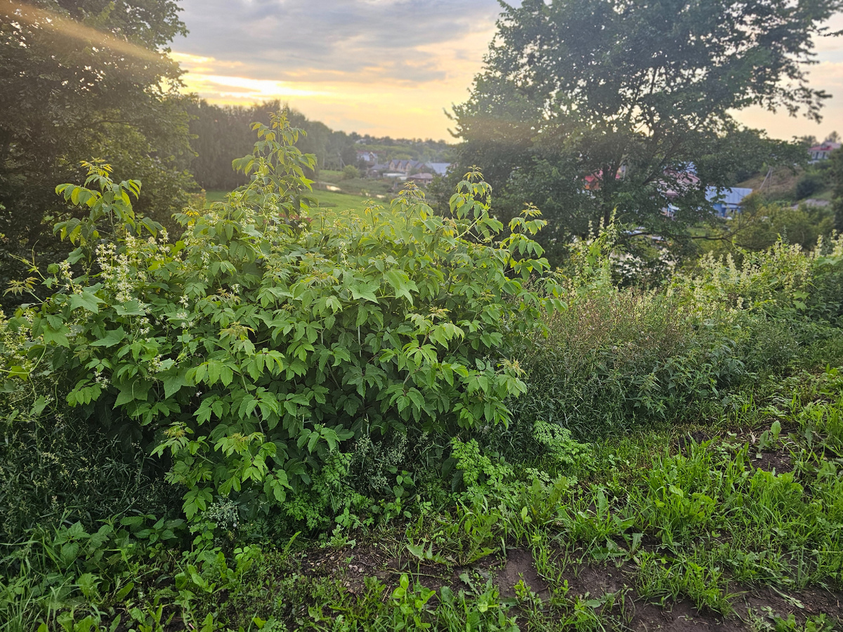 Местами со сороны высокого берега чудеса ландшафтного дизайна и не рассмотреть конечно. Видовые раскрытия и бассейны видимости ) 