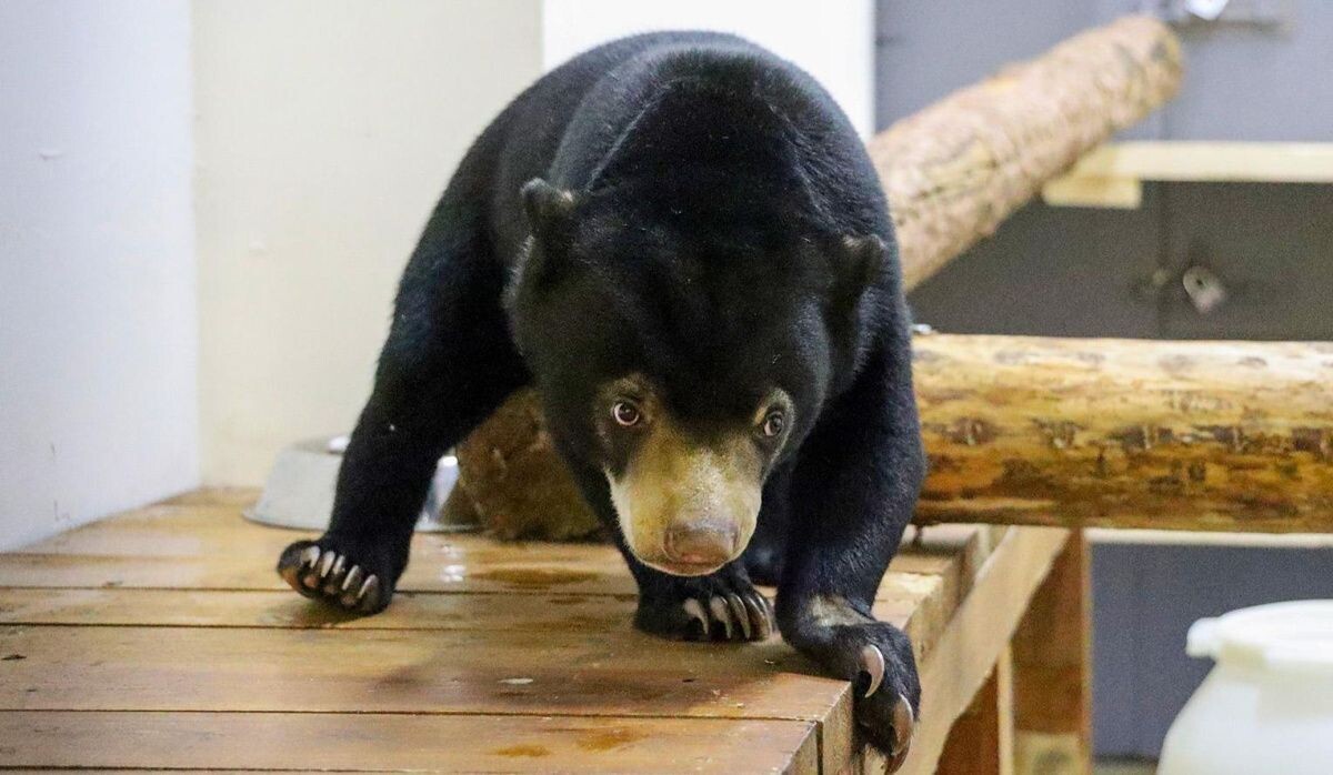     Малайский медведь. Источник: mos.ru Автор фото: Пресс-служба Мэра и Правительства Москвы