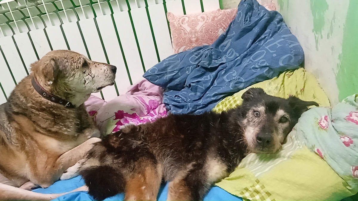 Тоша и Тобик - уважаемые аксакалы приюта .