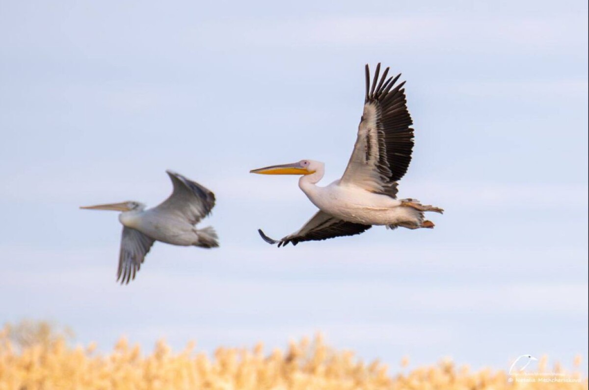 Фото: Наталья Мещерякова