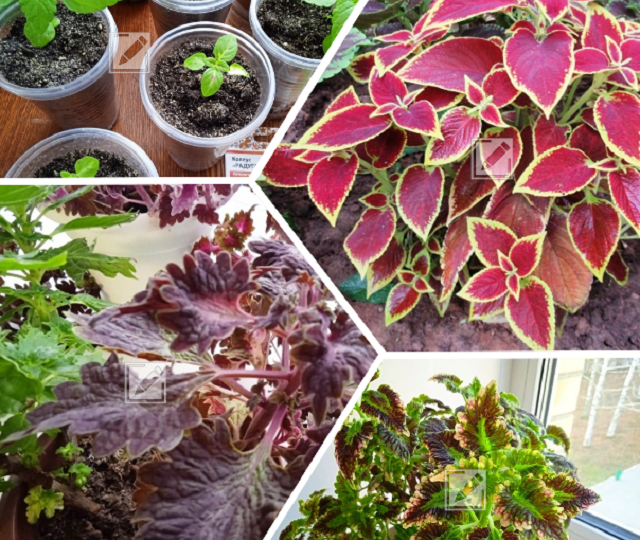 Цветок колеус зимой: спит или растет, и как ухаживать