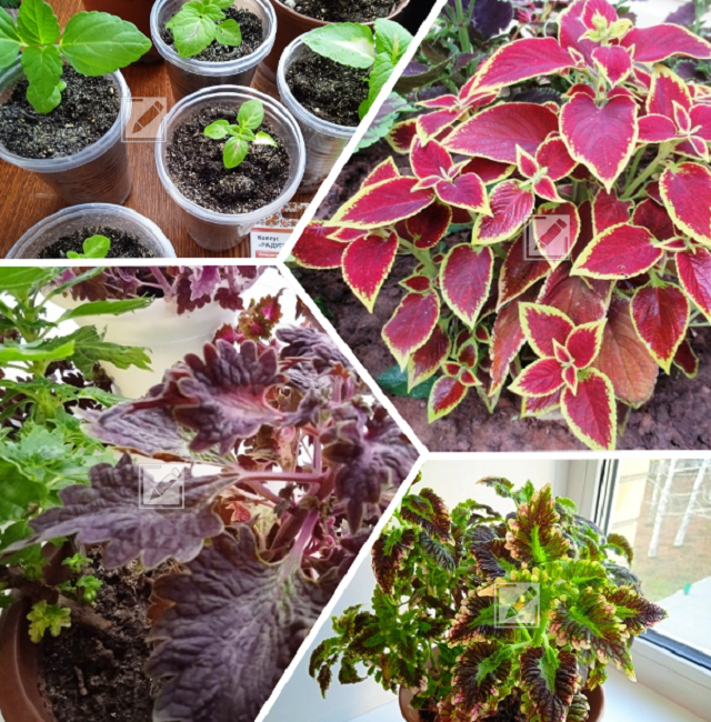 коллаж из фотографий автора