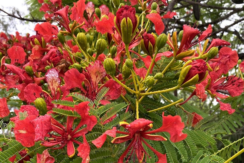 Делоникс королевский, Брисбен, Квинсленд, Австралия, здесь и далее - фото из домашнего архива