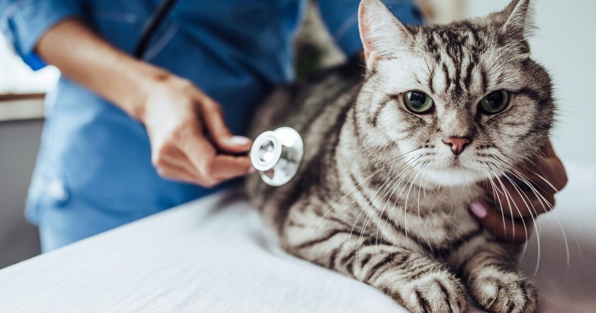 В России могут полностью освободить ветеринарные услуги от НДС. Такие поправки были внесены Минфином в законопроект об изменениях в Налоговый кодекс.
Суть изменений в том, чтобы нулевая ставка НДС действовала не только для ветеринарных услуг в государственных клиниках, но и для коммерческих клиник тоже. В правительстве такое предложение поддержали.
Поправки были внесены ко второму чтению законопроекта, который рассматривают в Госдуме. Если их одобрят, то новые правила начнут действовать через месяц после публикации закона, но не ранее первого числа очередного налогового периода.
