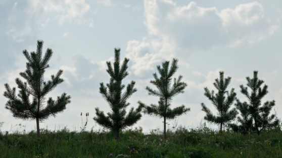    "Кузбассразрезуголь" высадил 2 миллиона деревьев Пётр Сергеев
