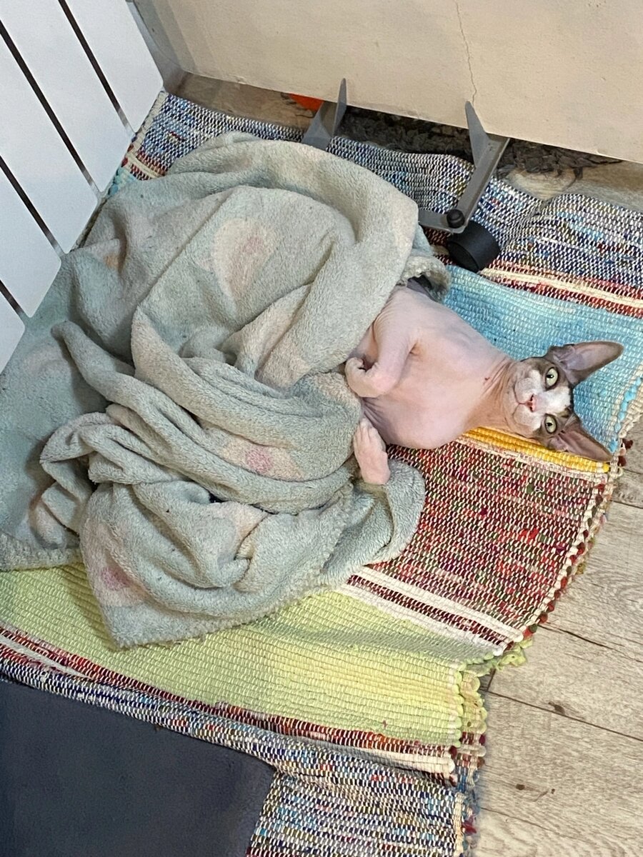 Фото автора, Добби готовится ко сну 