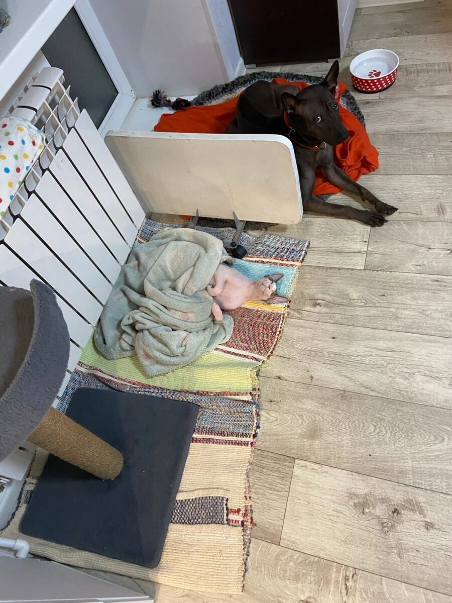 Фото автора готовятся к отдыху 