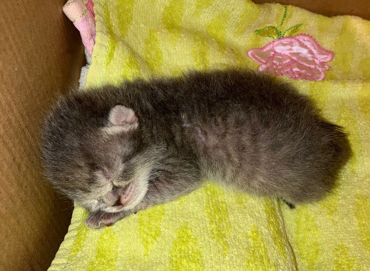 Первая ночь после первого кормления. Эти 75 граммов помещаются на моей ладони