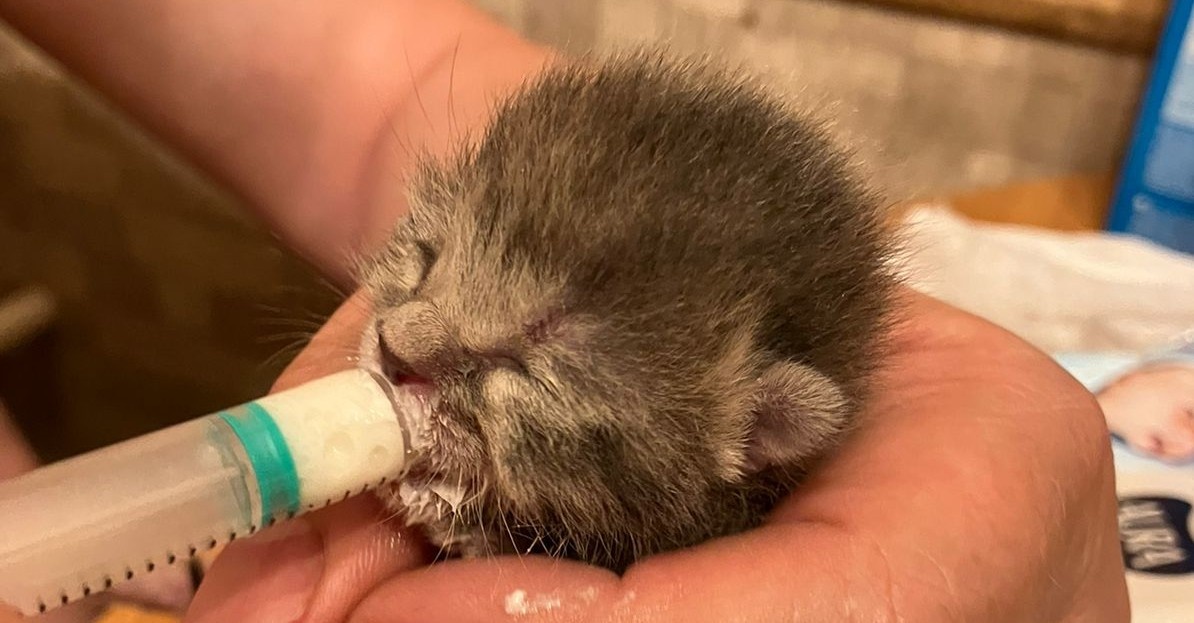 Тоха учит меня кормить суточного котенка