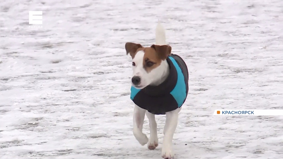     В ночь на субботу в Красноярске похолодает до -20 градусов