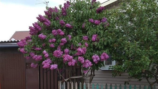 Сирень. Фото с pinterest.com