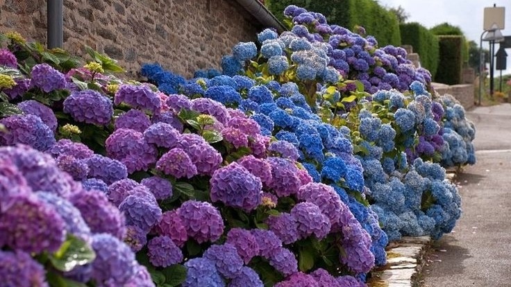 Гортензия. Фото с pinterest.com