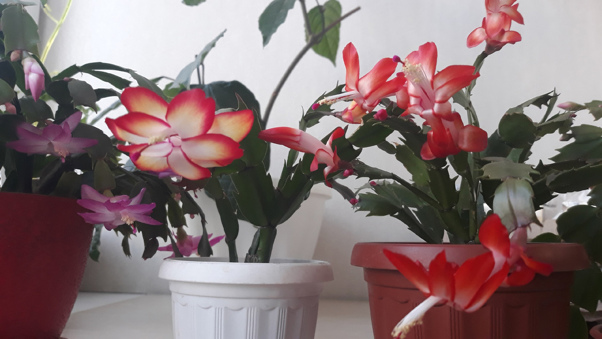 Сортовые формы "декабриста"