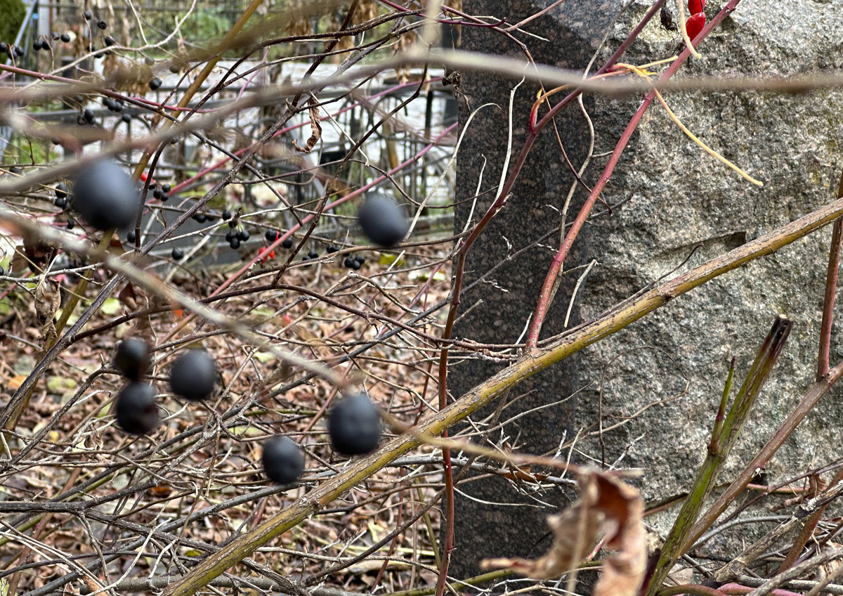   Жителям Подмосковья рассказали, сколько может хранится невостребованный прах