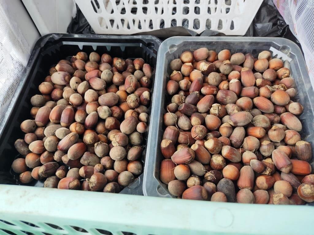 Мой орешник и его плоды