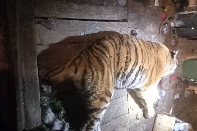    Фото: ФГБУ «Заповедное Приамурье».