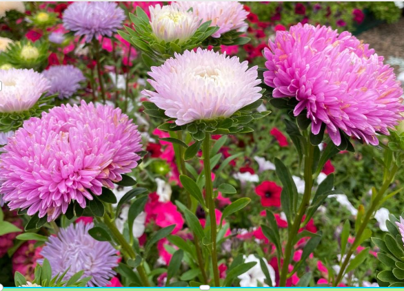 Подзимний посев семян астр