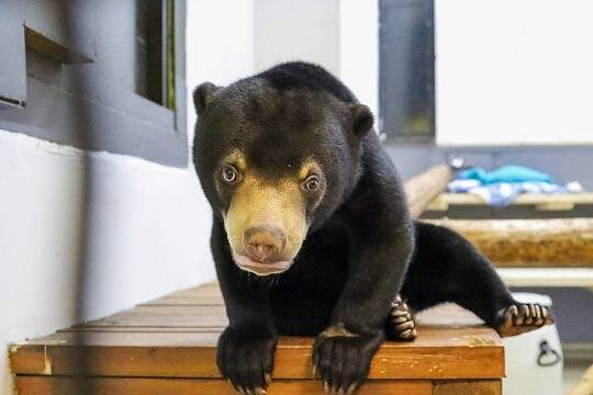    Москвичи выберут клички для троих малайских медвежат в проекте «Активный гражданин»