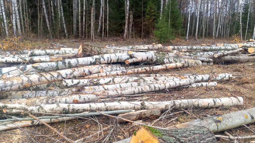    Фото: Telegram/Официальный канал МВД России/mediamvd