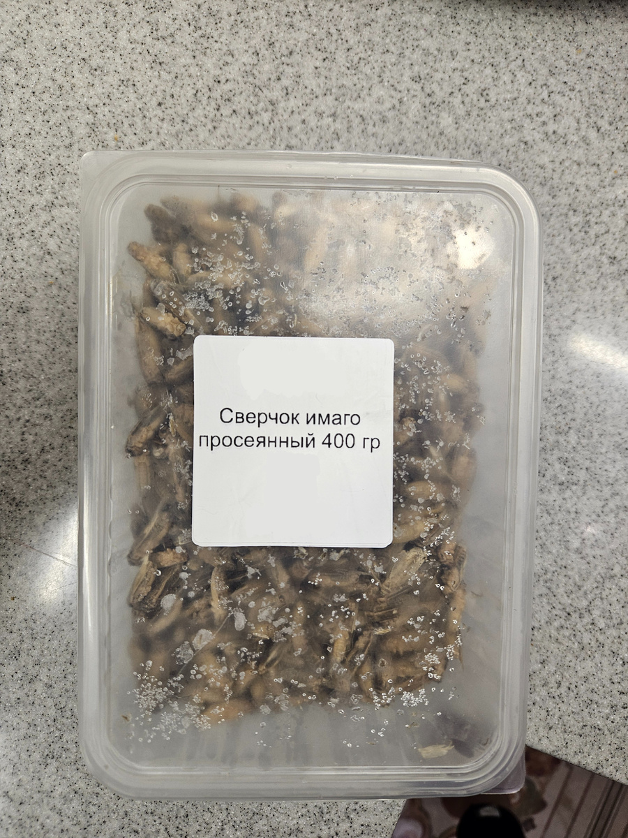 Я кормлю домовыми сверчками (заморозка)