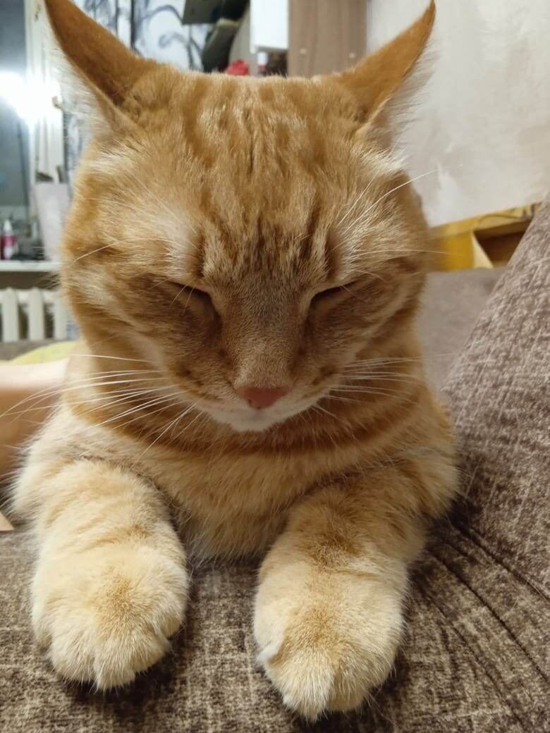 Позирует котик дочкиной подруги