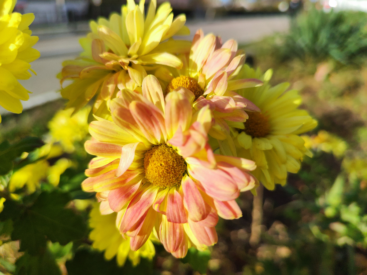 просто цветы из палисадника, не поломались!