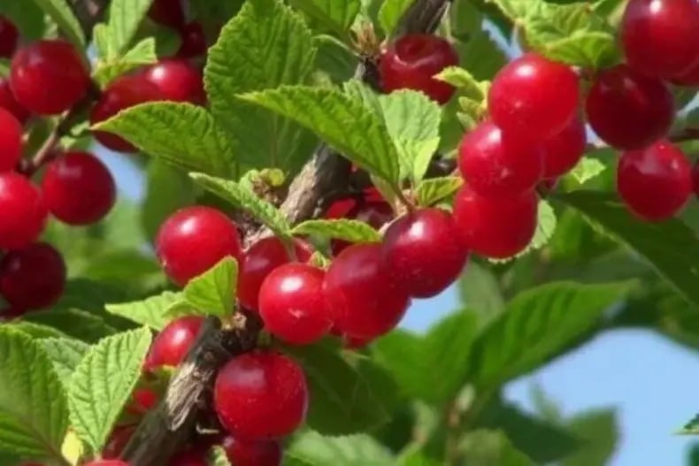 Фото: Telegram, «Дача и огород»