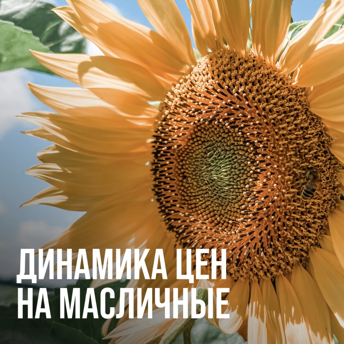 Динамика цен на масличные