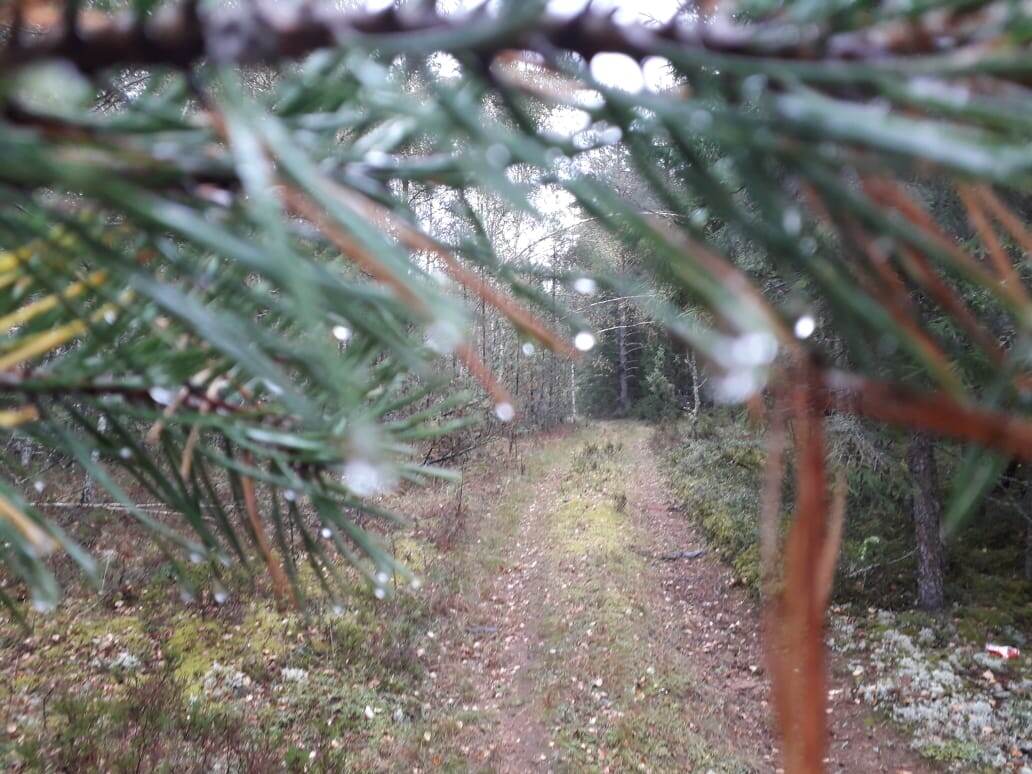 Лесная дорожка